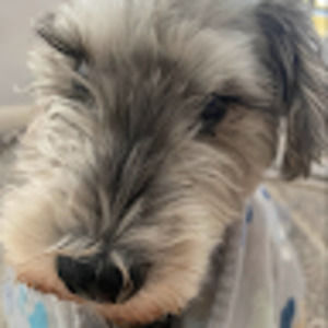 Meet your Posher, Daisy